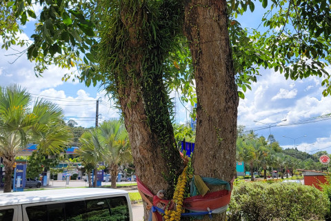 ยางพาราต้นแรกในไทย First Para Rubber in Thailand (First Para Rubber Tree in Thailand)
