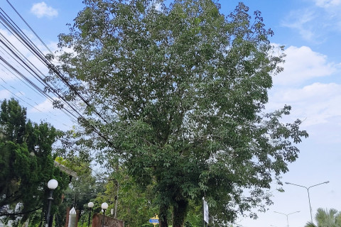 ยางพาราต้นแรกในไทย First Para Rubber in Thailand (First Para Rubber Tree in Thailand)