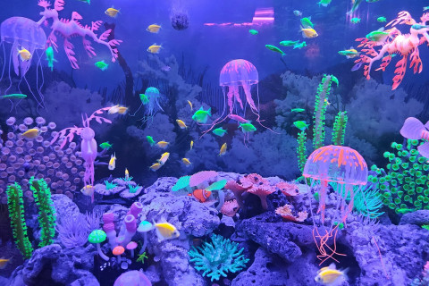 สัตว์แปลก monsters aquarium pattaya (Monsters Aquarium Pattaya) Photo 2 of 5