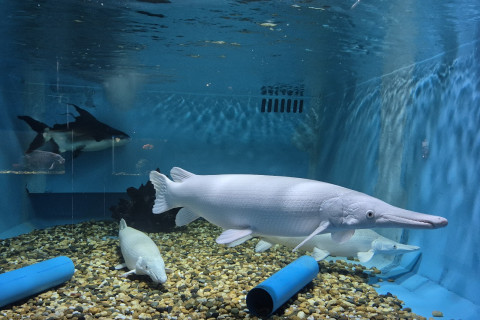สัตว์แปลก monsters aquarium pattaya (Monsters Aquarium Pattaya) Photo 5 of 5