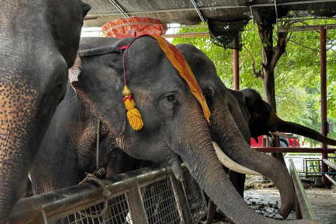 วังช้างอยุธยา แล เพนียด (Ayutthaya Elephant Palace Royal Kraal) Photo 1 of 5