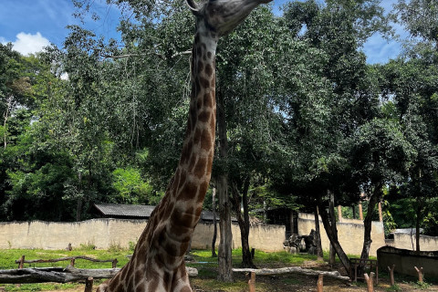สวนสัตว์เชียงใหม่ (Chiang Mai Zoo)