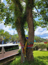 ยางพาราต้นแรกในไทย First Para Rubber in Thailand (First Para Rubber Tree in Thailand)