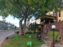 ยางพาราต้นแรกในไทย First Para Rubber in Thailand (First Para Rubber Tree in Thailand)