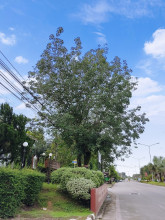 ยางพาราต้นแรกในไทย First Para Rubber in Thailand (First Para Rubber Tree in Thailand)