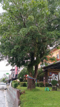 ยางพาราต้นแรกในไทย First Para Rubber in Thailand (First Para Rubber Tree in Thailand)
