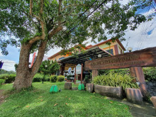 ยางพาราต้นแรกในไทย First Para Rubber in Thailand (First Para Rubber Tree in Thailand)