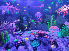 สัตว์แปลก monsters aquarium pattaya (Monsters Aquarium Pattaya) Photo 2 of 5