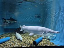 สัตว์แปลก monsters aquarium pattaya (Monsters Aquarium Pattaya) Photo 5 of 5
