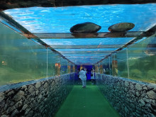 สัตว์แปลก monsters aquarium pattaya (Monsters Aquarium Pattaya) Photo 1 of 5