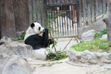 สวนสัตว์เชียงใหม่ (Chiang Mai Zoo)