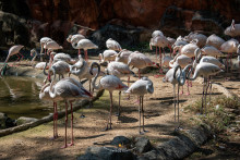 สวนสัตว์เชียงใหม่ (Chiang Mai Zoo)
